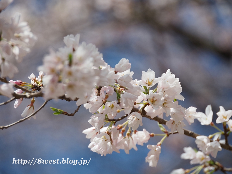 井戸尻桜3