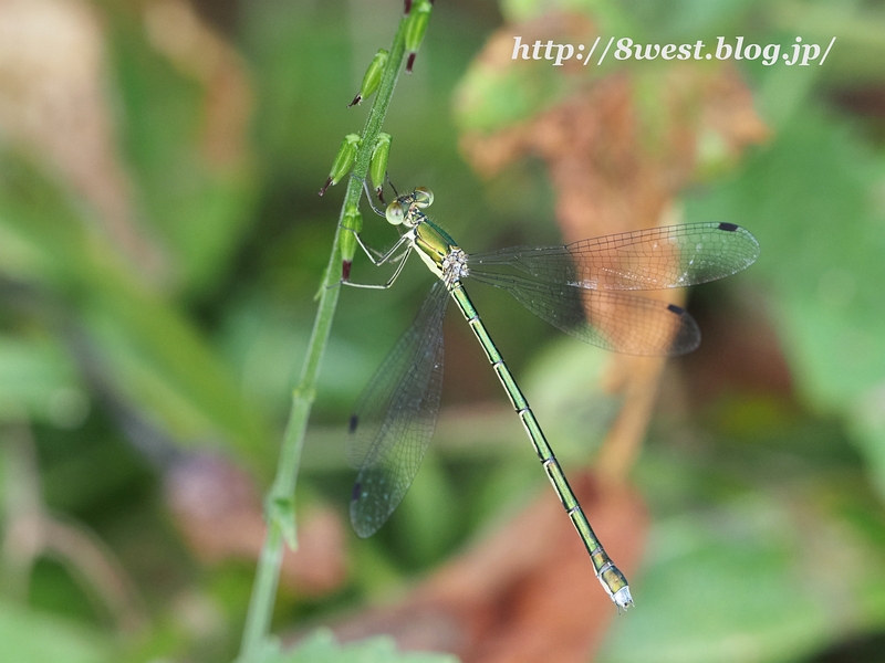 オオアオイトトンボ1