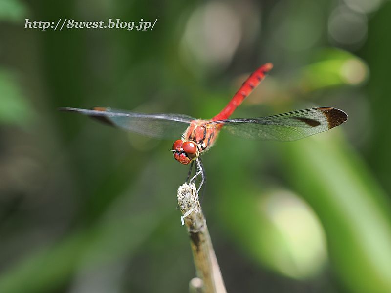 コノシメトンボ1