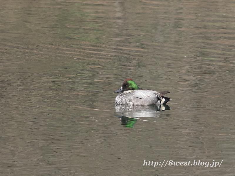 ヨシガモ2