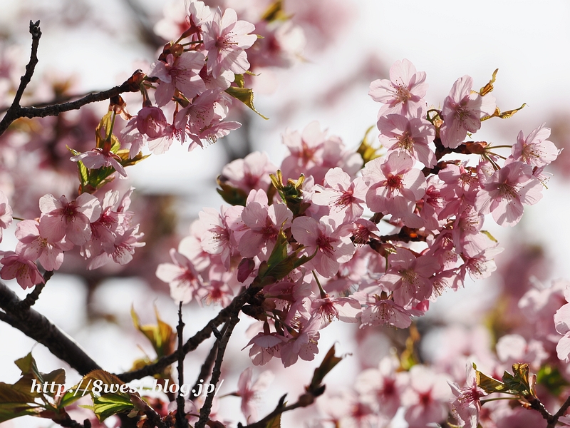 河津桜07