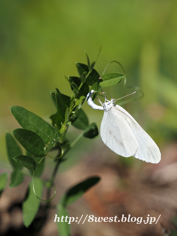 ヒメシロチョウ14