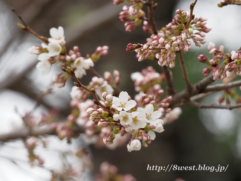 桜1