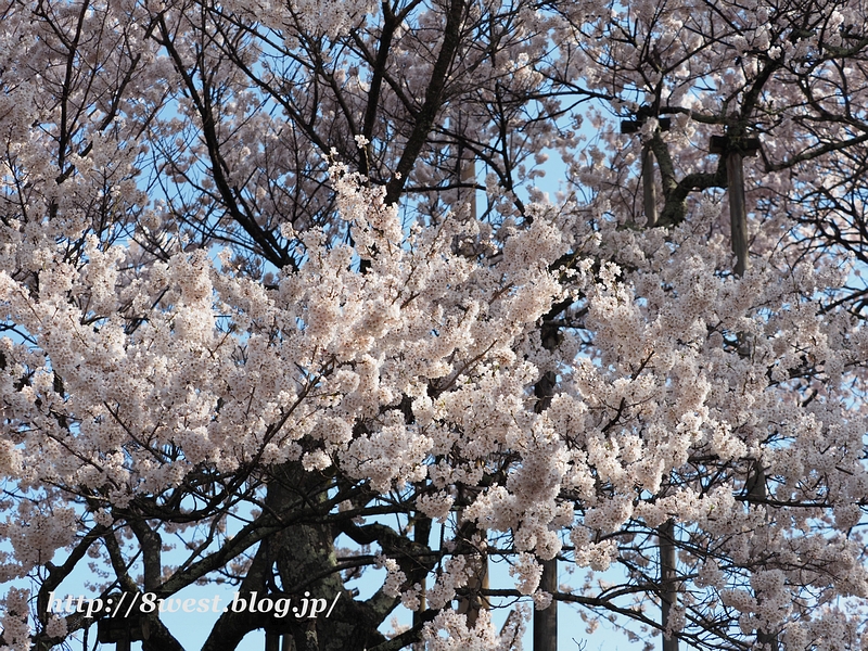 神代桜11