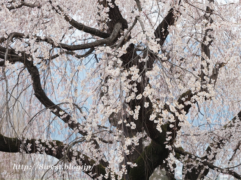 枝垂桜03