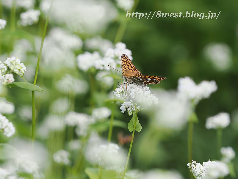 ウラギンヒョウモン