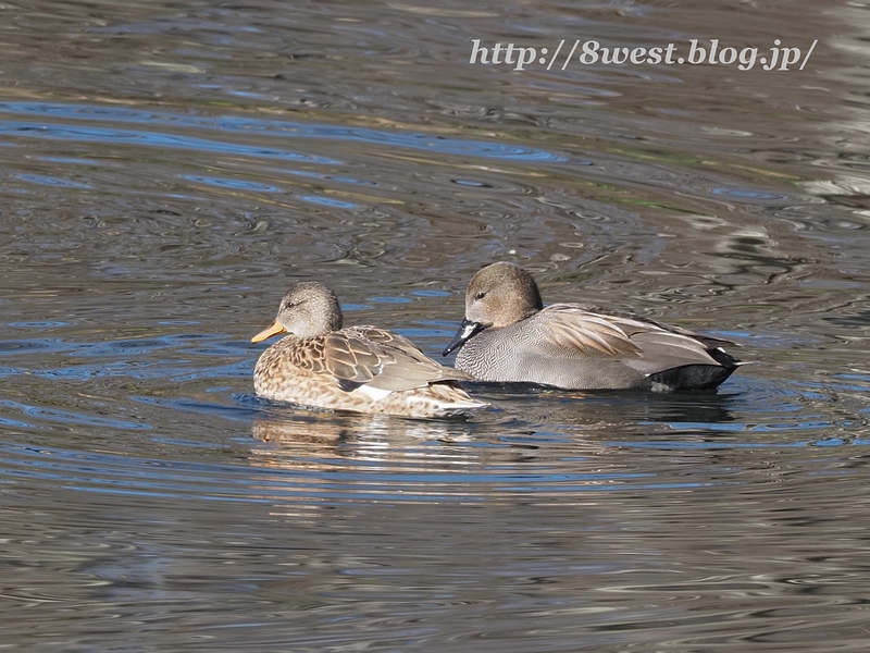 オカヨシガモ18