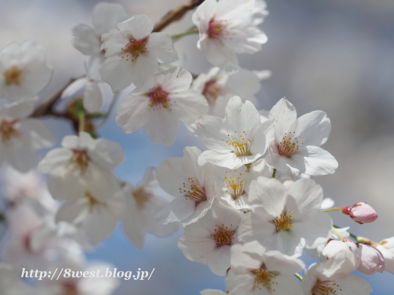 桜18