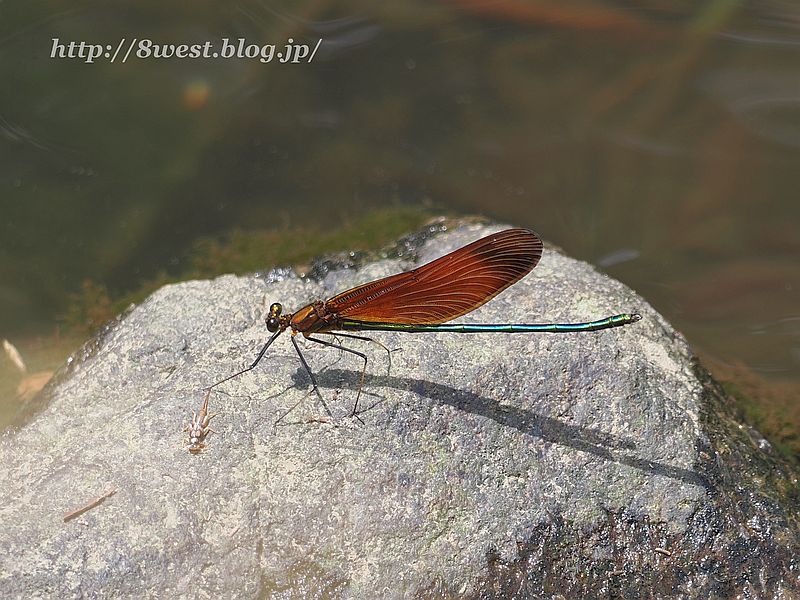ミヤマカワトンボ11