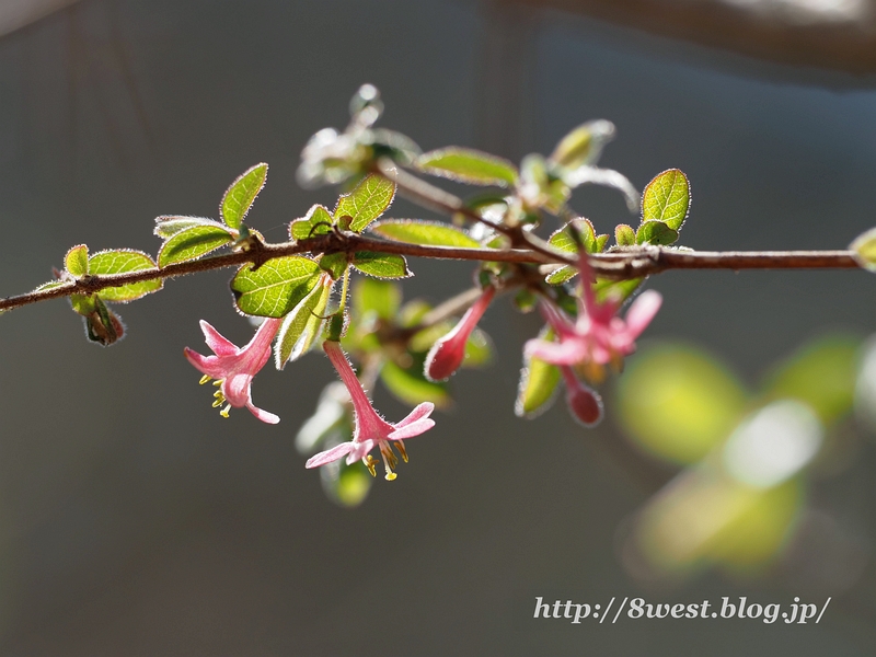 ミヤマウグイスカグラ