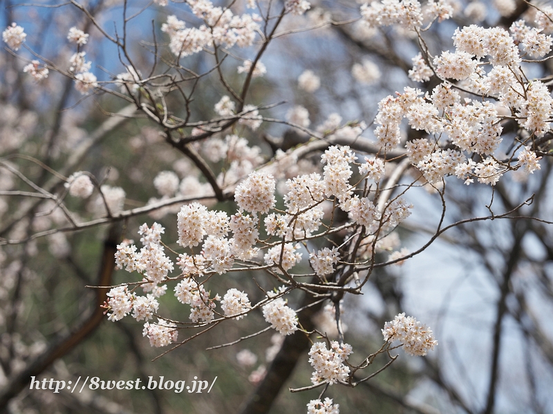 野桜03