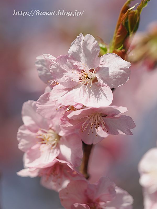 河津桜10