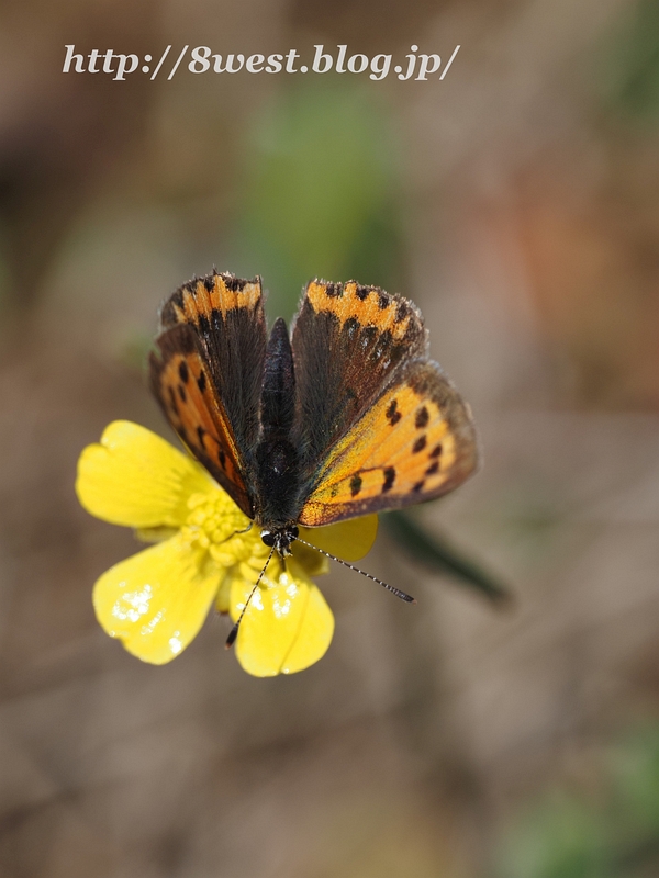 ベニシジミ1