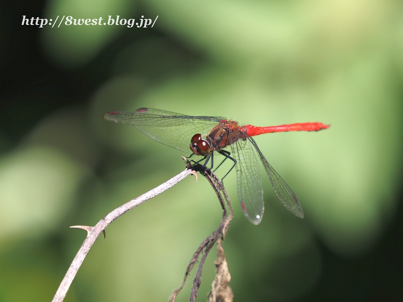 マユタテアカネ