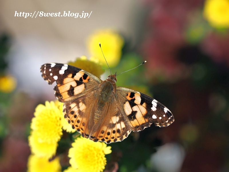 ヒメアカタテハ2