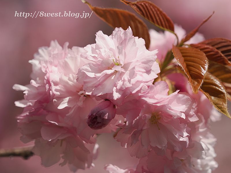 八重桜02