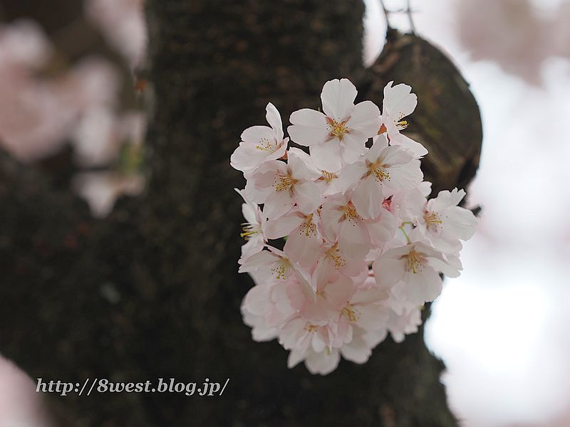 高遠小彼岸桜53