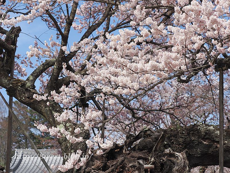 神代桜11