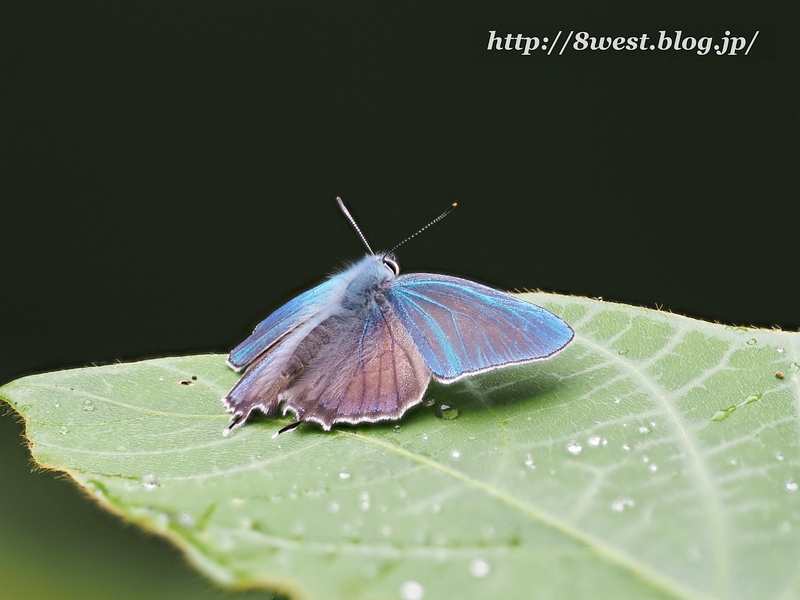 ジョウザンミドリシジミ17深度