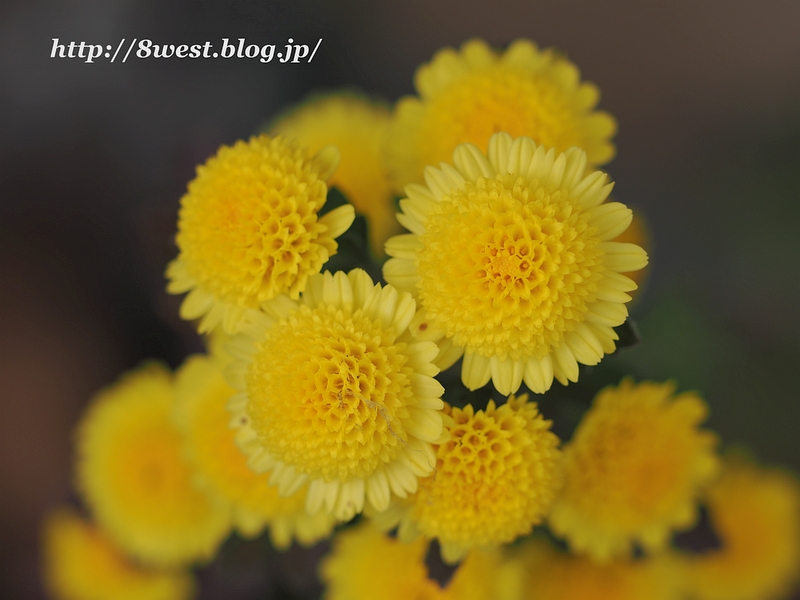菊2