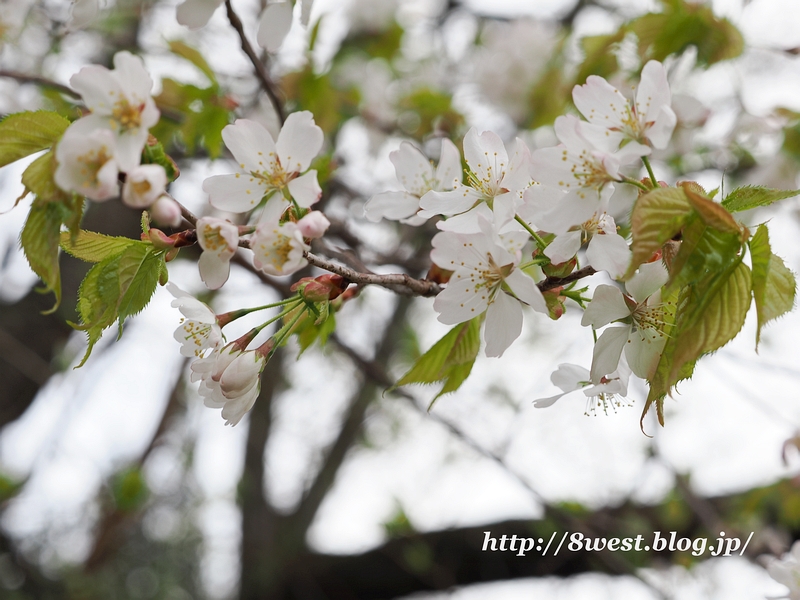 霞桜2