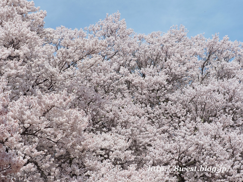 高遠小彼岸桜06