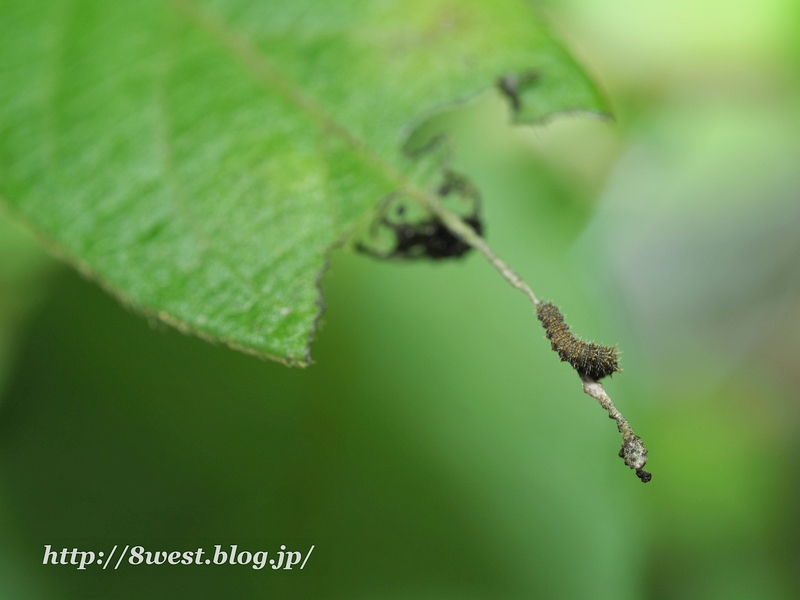 イチモンジチョウ幼虫22