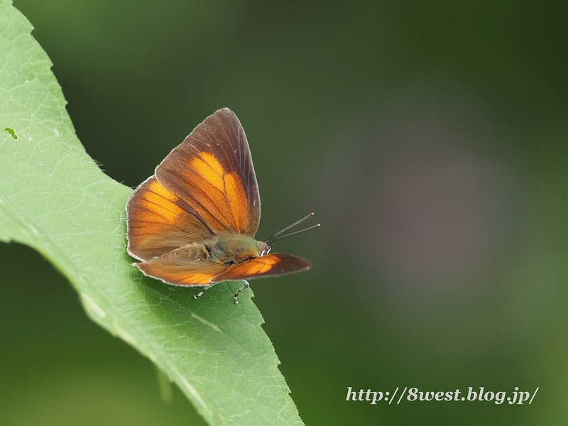 ウラギンシジミ03