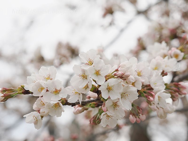 桜7