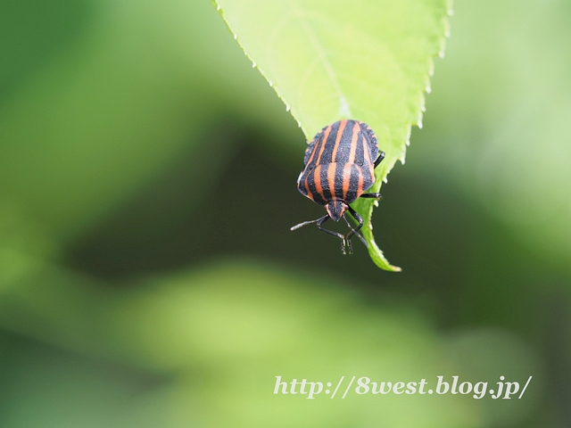 アカスジカメムシ