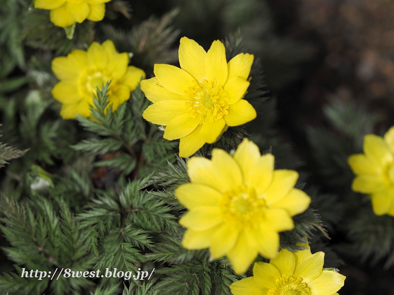 福寿草2