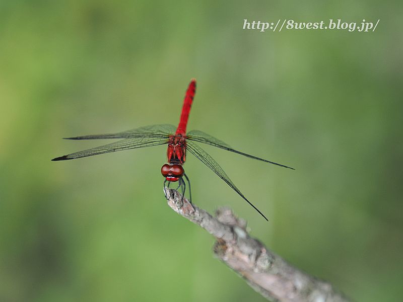 コノシメトンボ1