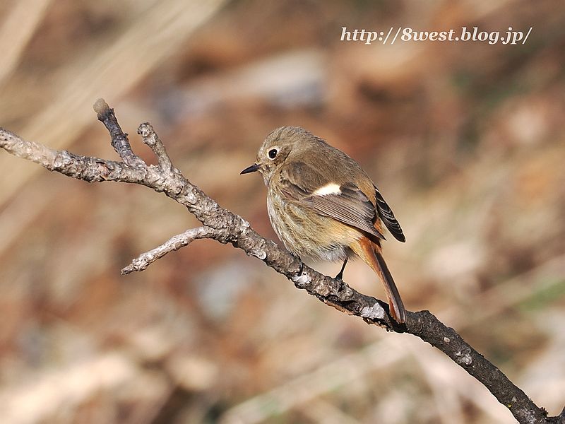 ジョウビタキ1