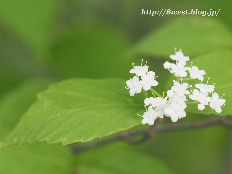 コバノガマズミ4