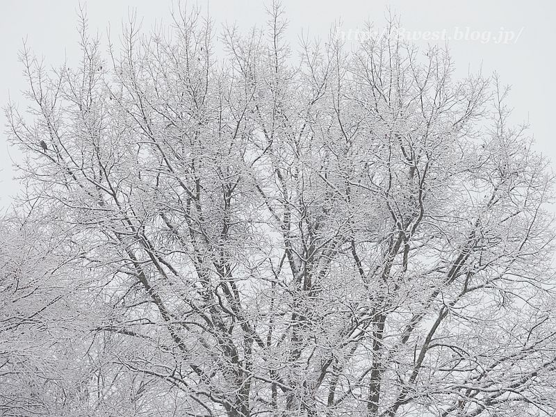雪1