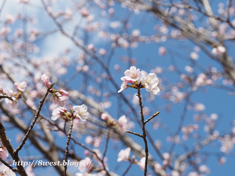 富士見の桜05