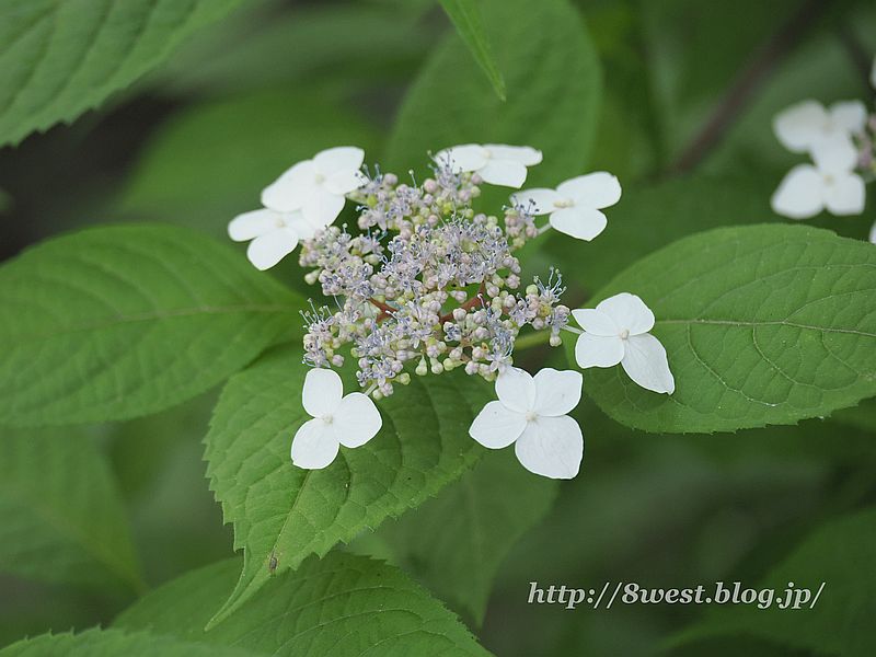 ヤマアジサイ