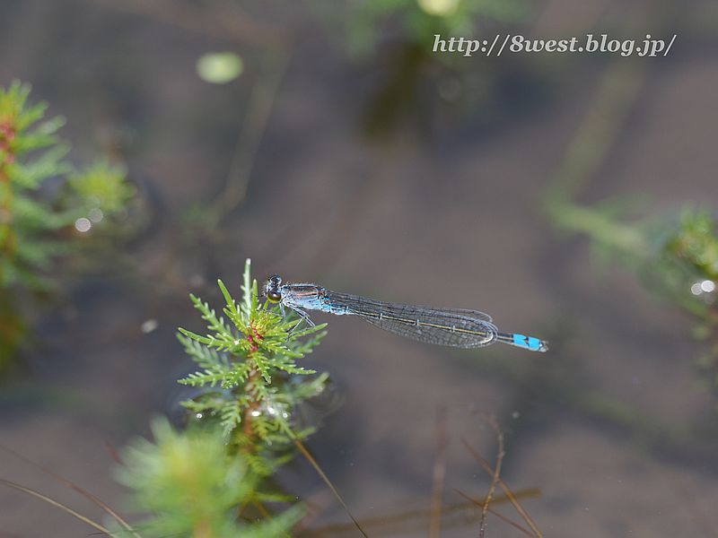 クロイトトンボ2