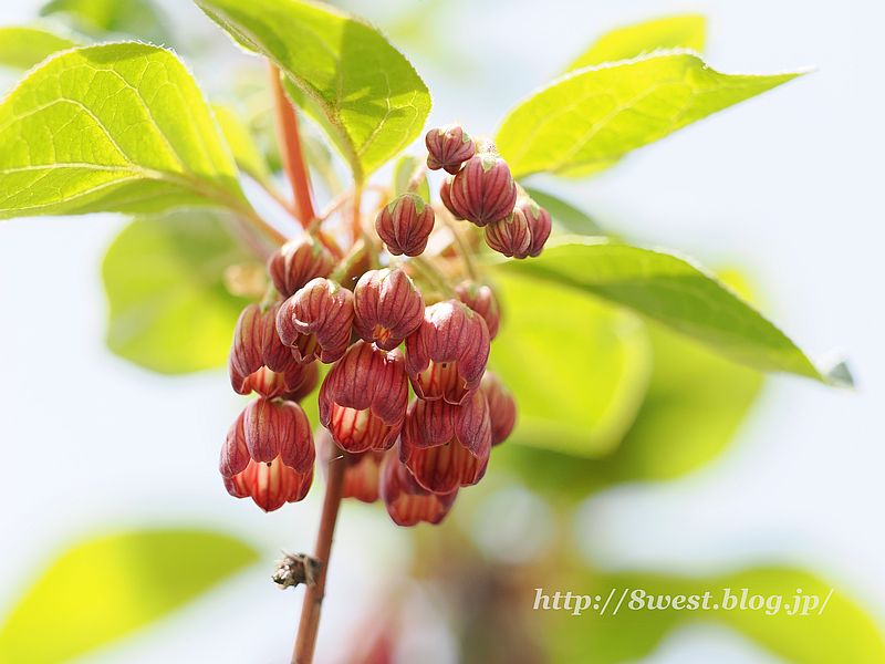 サラサドウダン2