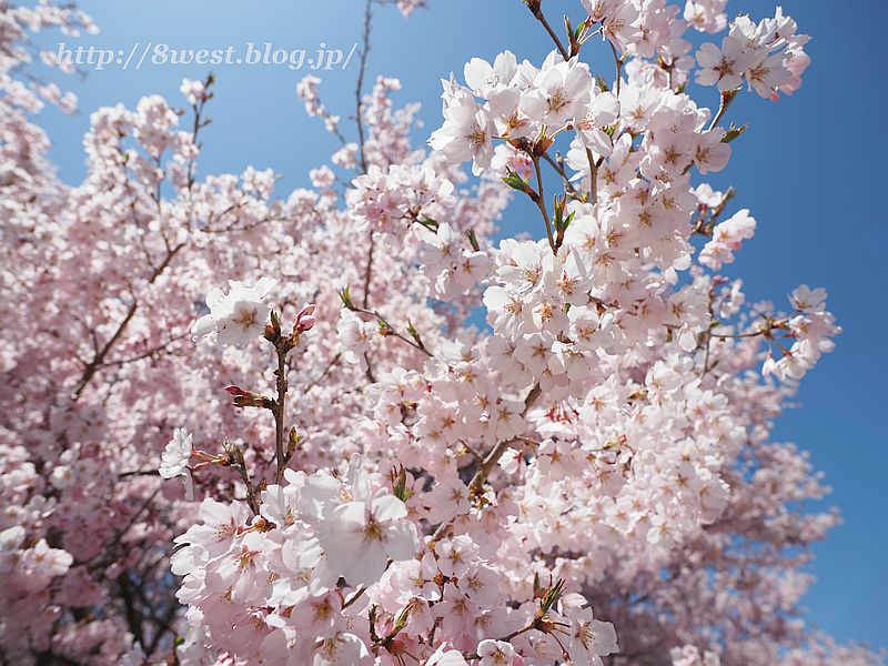 桜36