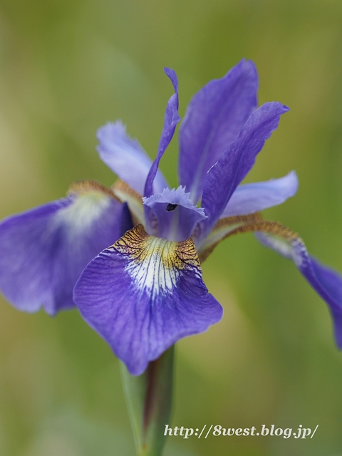 アヤメ01