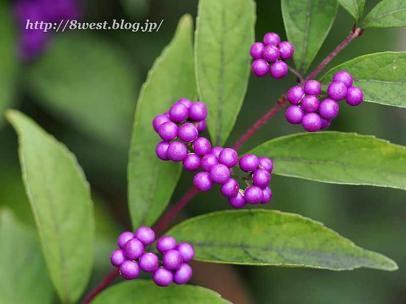 コムラサキ