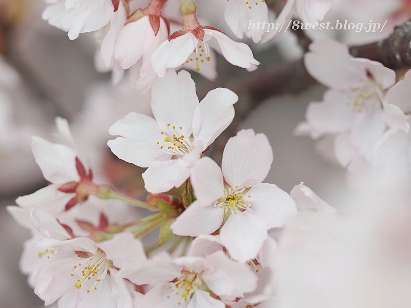 高遠小彼岸桜32