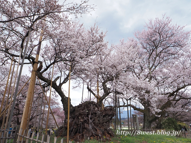 山高神代桜08