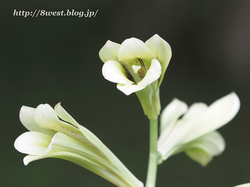 ウバユリ3