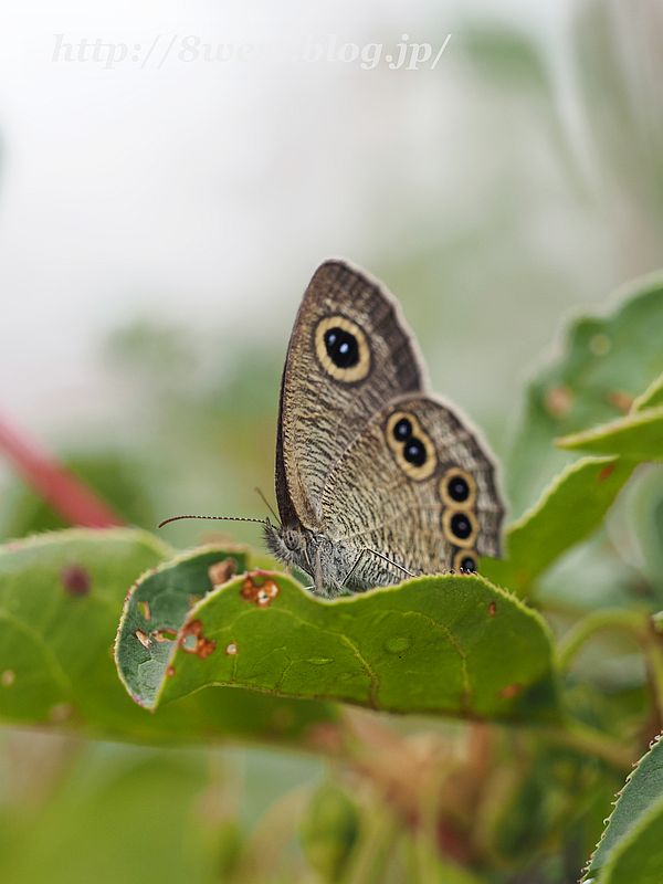 ヒメウラナミジャノメ2