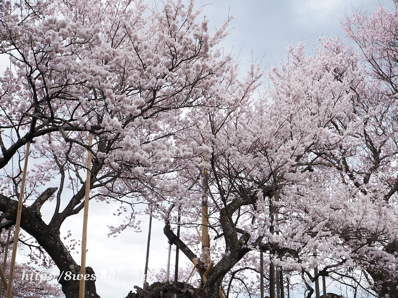 山高神代桜09