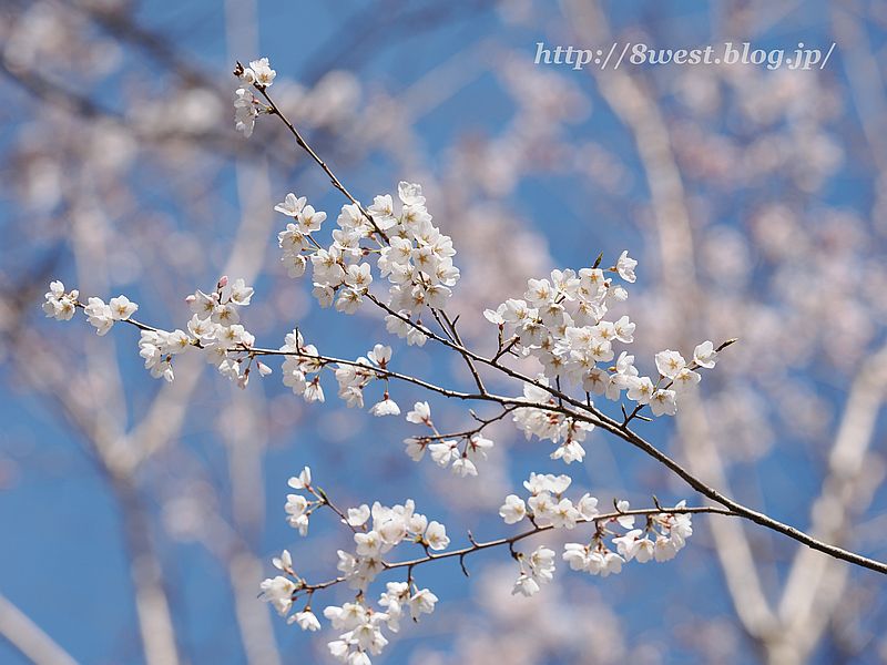 薄墨桜の子桜02