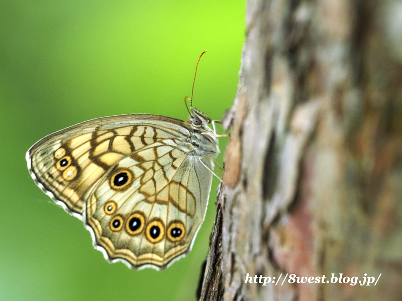 キマダラモドキ9