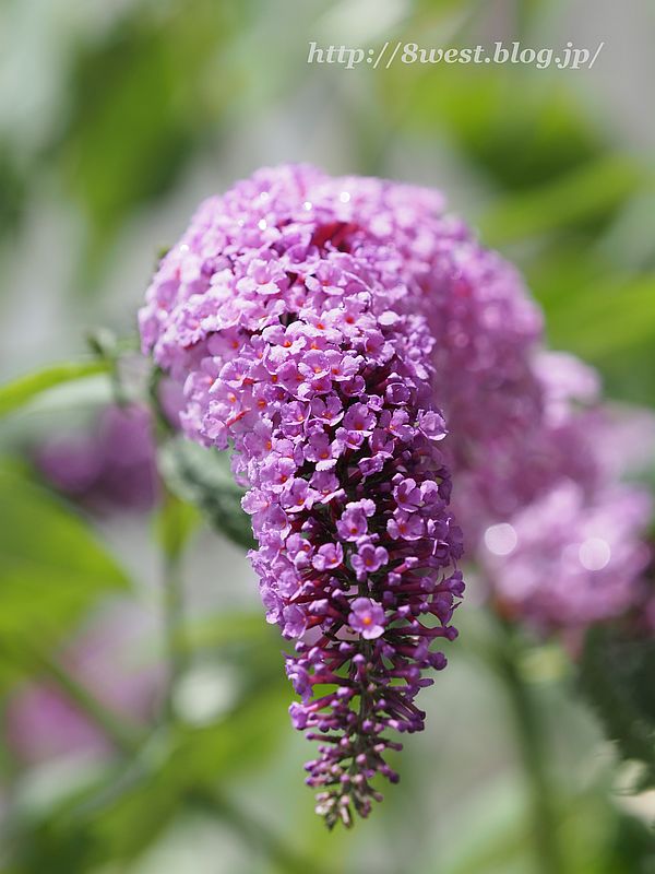 フサフジウツギ